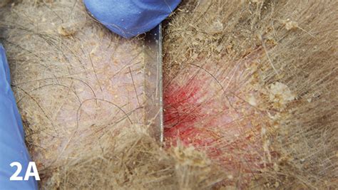 result from scraping the skin of a yellow citrus|Result From Scraping The Skin Of A Yellow Citrus .